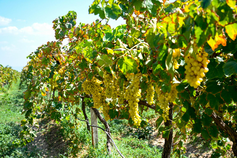 From Kusadasi Port: Ephesus Tour and Şirince Wine Tasting