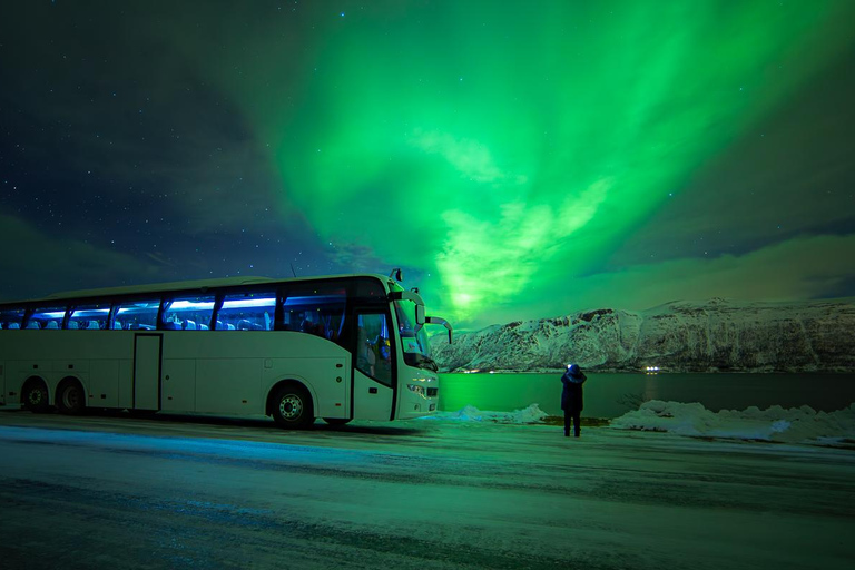 Tromsø: Northern Lights Bus Tour