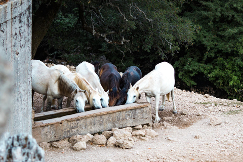 Kefalonia Ainos Premium 4x4 Van Experience Pick-up from Argostoli, Lassi, Svoronata, Lourdata Areas