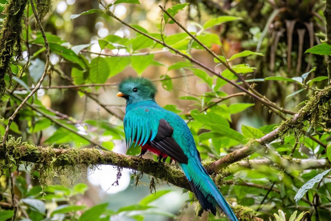 Monteverde: Epiphyte Trail – Orchids, Birds & Wildlife