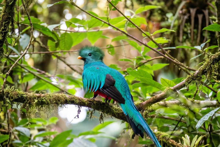 Monteverde: Epiphyte Trail – Orchids, Birds & Wildlife