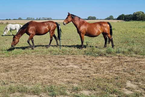 Paalzow: Riding lessons on reliable school horses