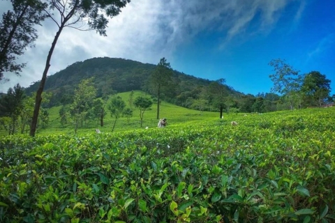 De Kandy : La visite de la plantation de thé de James Taylor