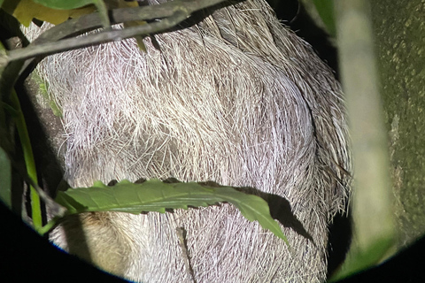 Puerto Jimenez: Jungle Night Walk near Corcovado NP