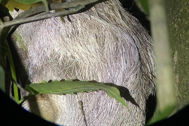 Puerto Jimenez: Jungle Night Walk near Corcovado NP