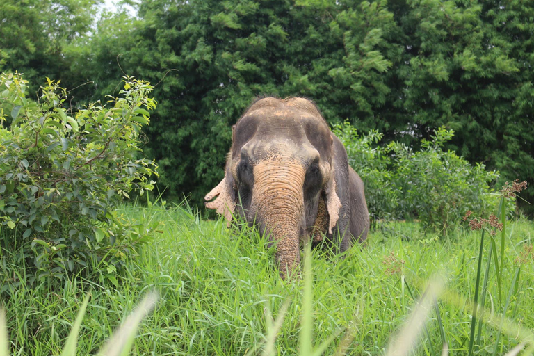 Bangkok: rondleiding olifantenreservaat met hoteltransfersTrefpunt: Olifantenreservaat Bangkok