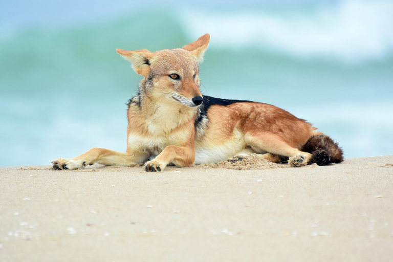 Walvis Bay: Bird Watching and Photography Tour