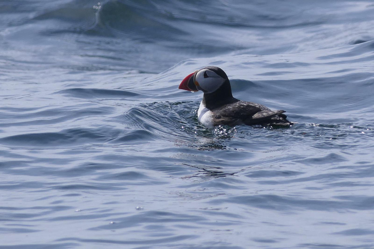 Conwy: Great Orme Sea Life Voyage
