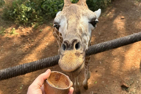 Nairobi: Giraffe Center Day Trip