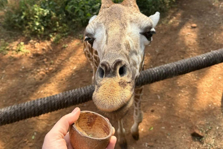 Nairobi: Giraffe Center Day Trip