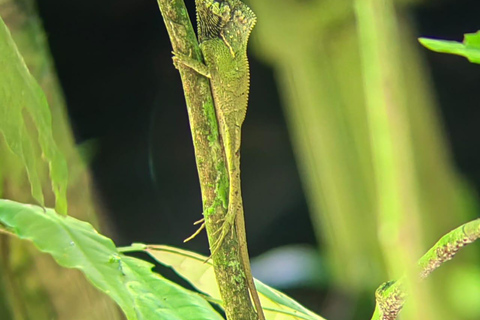 De San José au parc national Manuel Antonio visite guidée