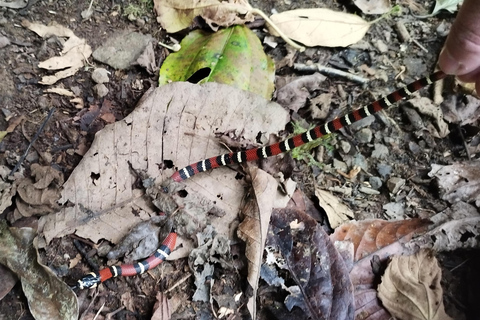 Enjoying the wild life in Monteverde