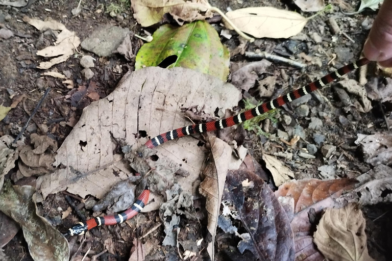 Aproveitando a vida selvagem em Monteverde