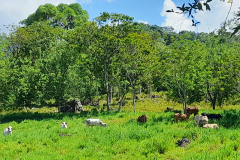 Magical Jericó Tour and BBQ at a Private Estate Magical Jericho Tour and BBQ at a Private Estate