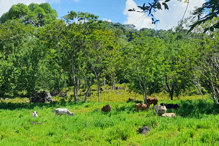 Magical Jericó Tour and BBQ at a Private Estate Magical Jericho Tour and BBQ at a Private Estate