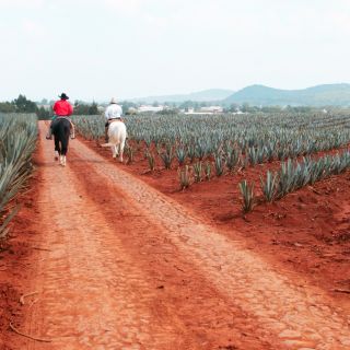 Z Guadalajara: Tequila i destylarnia z degustacjami