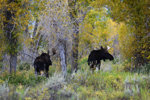 Yellowstone 2 Day Adventure - Upper and Lower Loop Tour