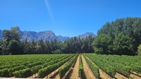 Table Mountain, Historic City & Winelands Private Day Tour. - Housity