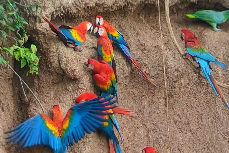 From Puerto Maldonado: Chuncho Macaw Clay Lick Day Tour