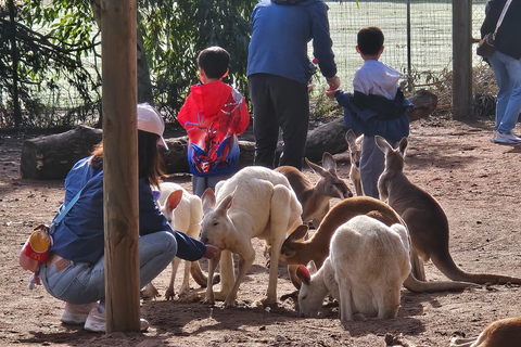 Perth: Caversham Wildlife Park & Swan Valley Tour