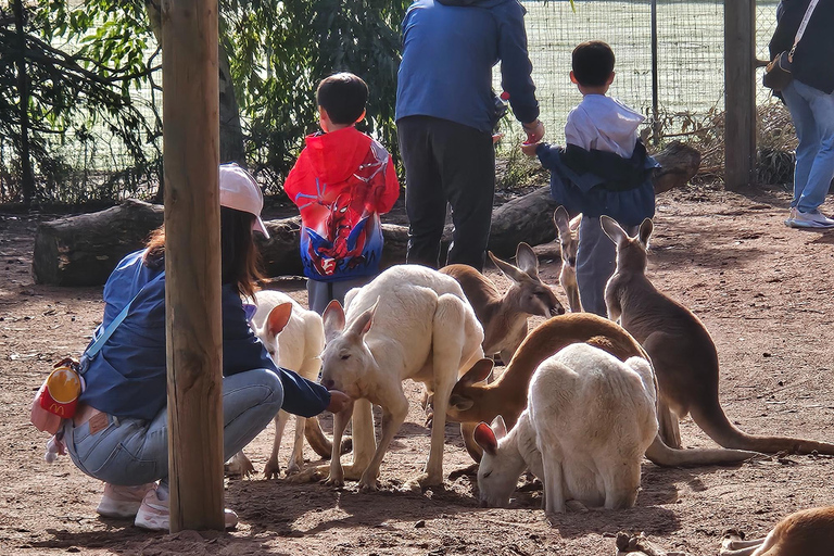 Perth: Caversham Wildlife Park & Swan Valley Tour
