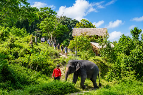 Phuket: Patong Elephant Sanctuary Observe & Learn Experience