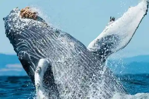 Puerto Vallarta : Observation des baleines à Beach Bay
