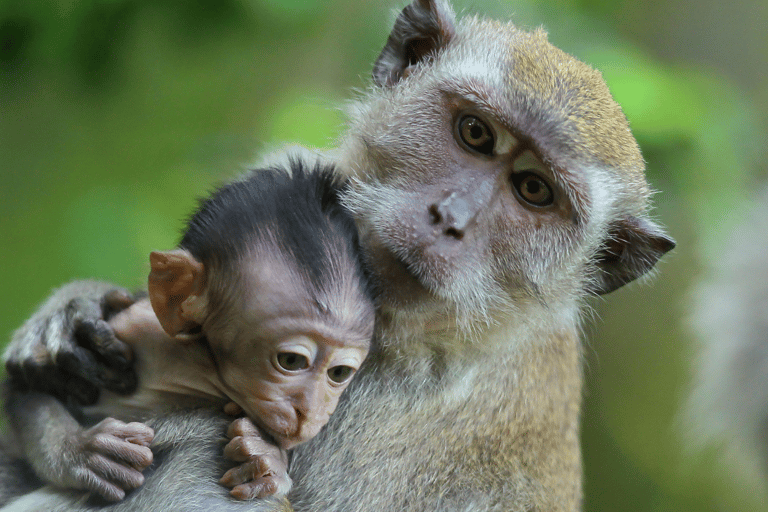 Bali: rafting en aguas bravas, bosque de los monos y puesta de sol en Tanah Lot