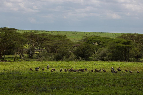 8-Day Group budget Safari Through Kenya and Tanzania