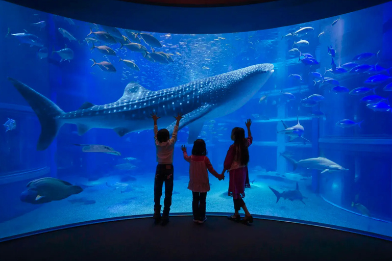 Osaka Aquarium Kaiyukan Entry Ticket
