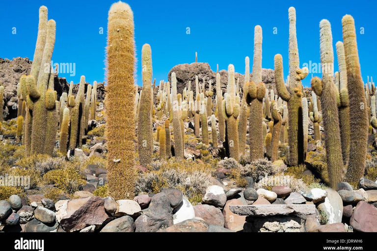 Excursión de varios días privada al Salar de Uyuni en Bolivia