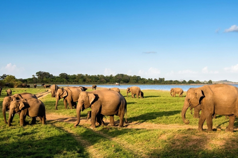 From Ella :- Udawalawa Safari & Elephant Transit Home Tour