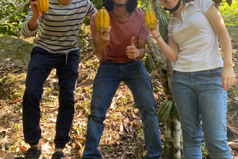 Medellin: Tour della fattoria del cacao e produzione di cioccolato, vicino alla cittàTour condiviso