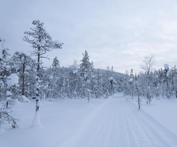 Jokkmokk Excursión en moto de nieve por el bosque