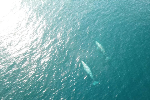 San Diego: Halbtagestour durch die Tierwelt des Meeres mit MittagessenSan Diego: Halbtagestour durch die marine Tierwelt mit Mittagessen