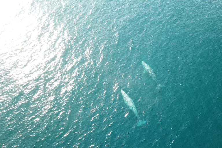 San Diego: Half-Day Marine Wildlife Tour with Lunch