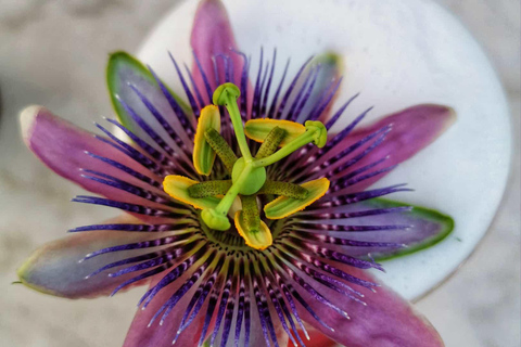 纽伦堡：招牌美食之旅（含高端品尝）特色美食之旅（小团）