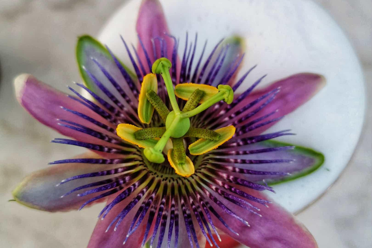 纽伦堡：招牌美食之旅（含高端品尝）特色美食之旅（小团）