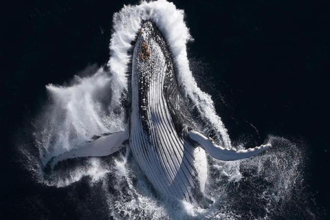 Zihuatanejo: Spotkanie z wielorybem