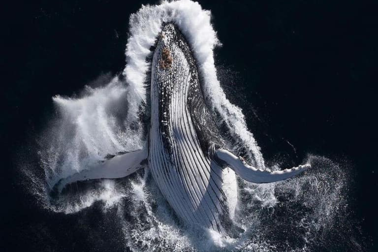 Zihuatanejo: Walvis Ontmoeting