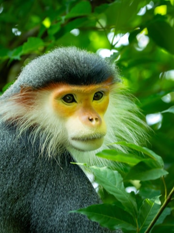 Da Nang: 3-Day Wildlife Photography Experience in Son Tra