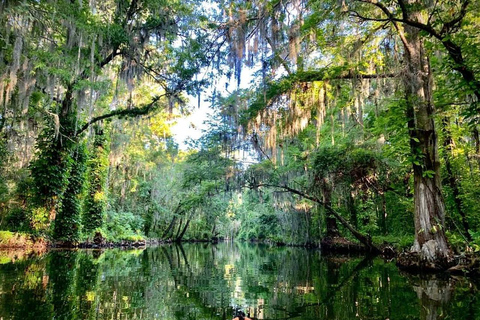 From Orlando: Wild Florida Kayak Tour on the Dora Canal