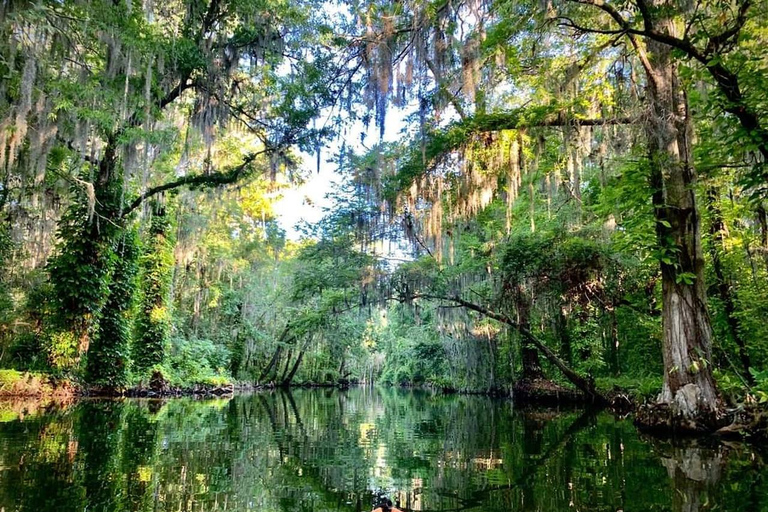 From Orlando: Wild Florida Kayak Tour on the Dora Canal