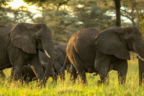 Tarangire Eco-Safari: Wildlife & Community Adventure