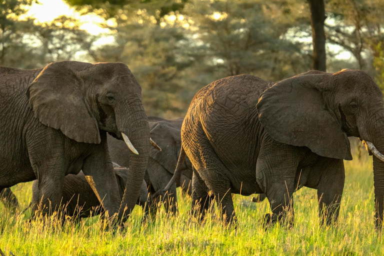 Tarangire Eco-Safari: Wildlife & Community Adventure