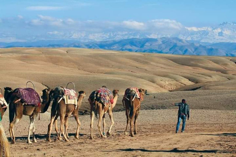 Marrakech: Cena nel deserto di Agafay e giro in cammello al tramonto