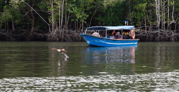 Langkawi: 3-Hour Shared Mangrove River Cruise
