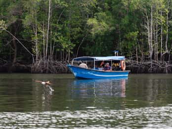 Langkawi: Mangrove River Cruise Sharing 3 Hours