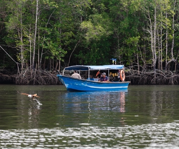 Langkawi: Mangrove-flodkrydstogt med deling i 3 timer