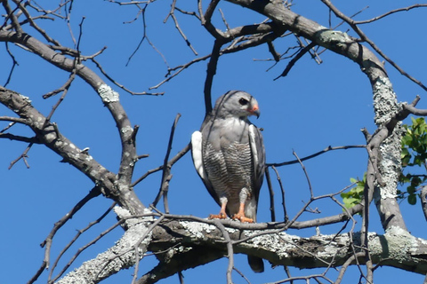 Safari en cocheSafari Game Drive